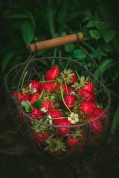 Jak pěstovat jahody v květináči: Jednoduchý návod pro domácí pěstování jahod